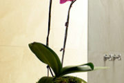 New Mini Just Add Ice Orchids - Nice Home and Office Gift