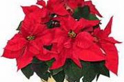 New Arrival of Beautiful Poinsettias