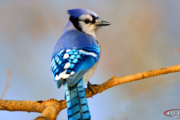 blue bird featured image