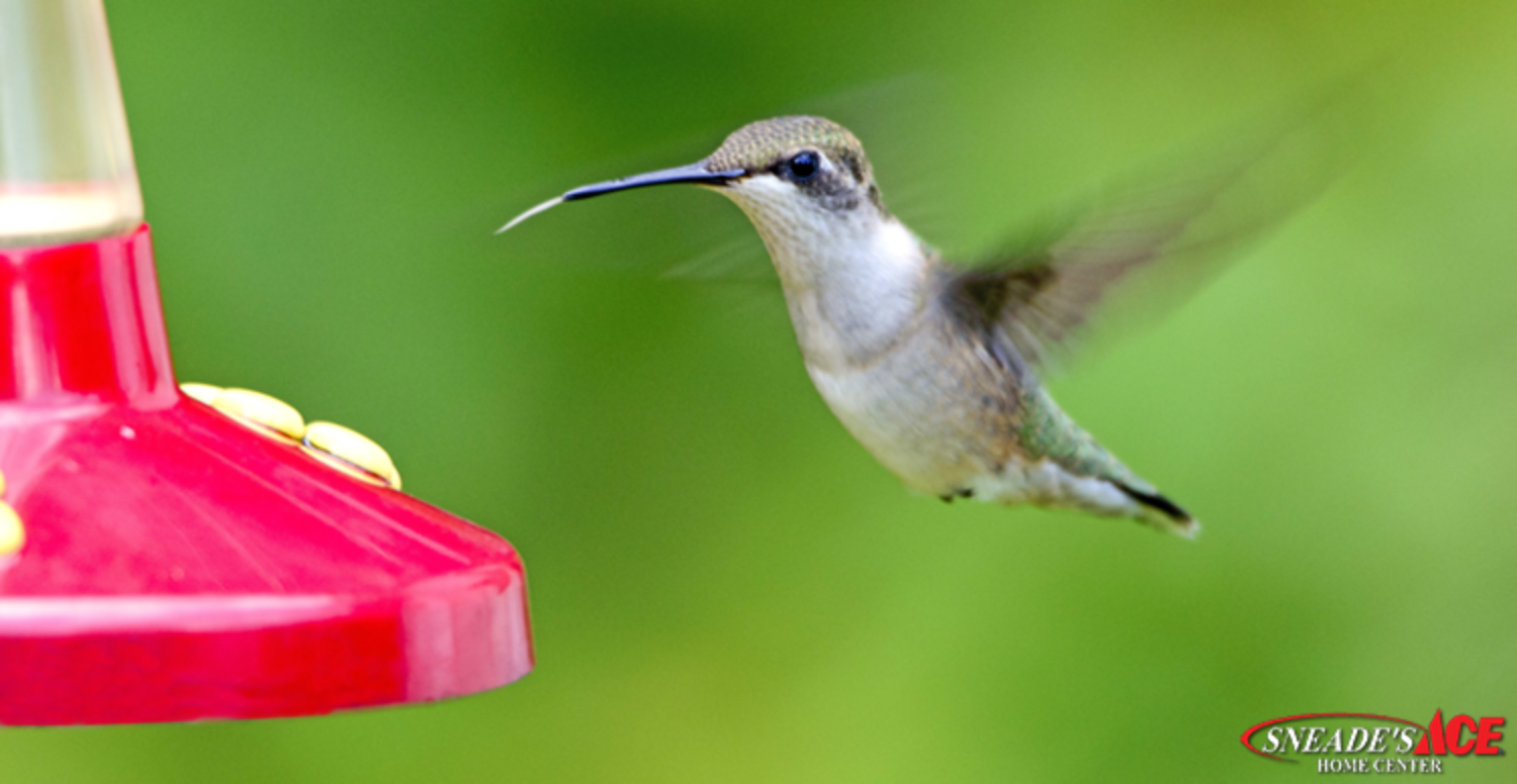How-to for Hummingbirds