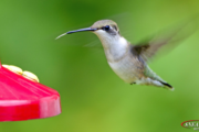 Humming Birds Featured Image