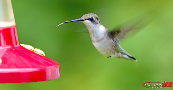Humming Birds Featured Image