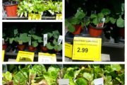 Early Spring Vegetable Plants are Looking Good at Sneade's Ace Home Center