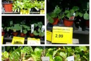 Early Spring Vegetable Plants are Looking Good at Sneade's Ace Home Center