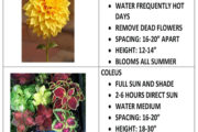 Live Plant Care Sheet - We Have New Spring Plants in Stock