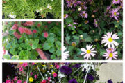 New Summer Plants Arrive at Sneade's Ace Home Center Owings, MD