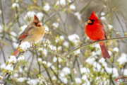 Cardinals Bring On the Color Featured Image