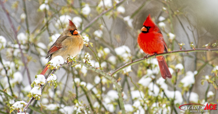 Cardinals Bring On the Color Featured Image