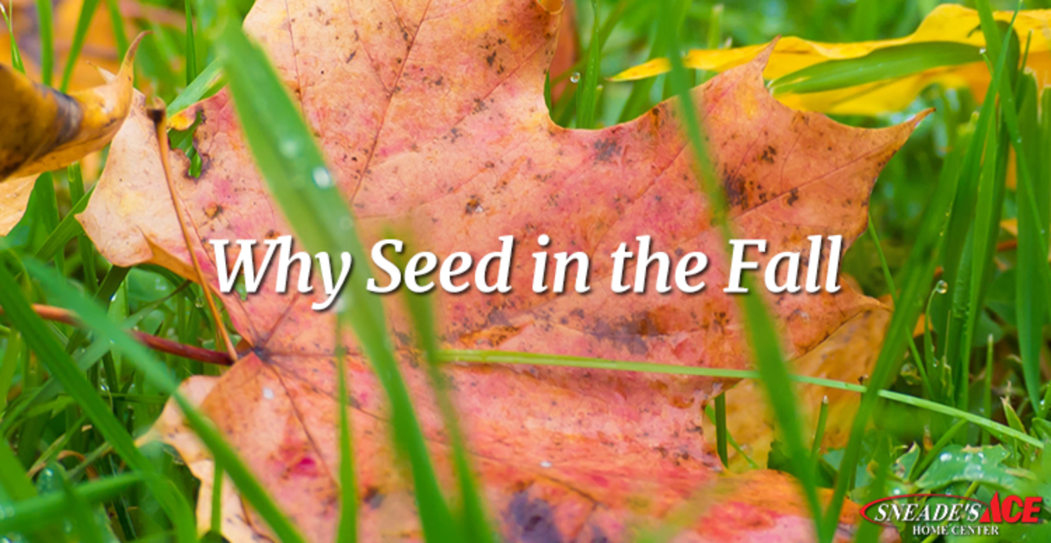 5 Expert Tips Why Seed in the Fall