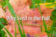 Why Seed Your Lawn in the Fall Featured