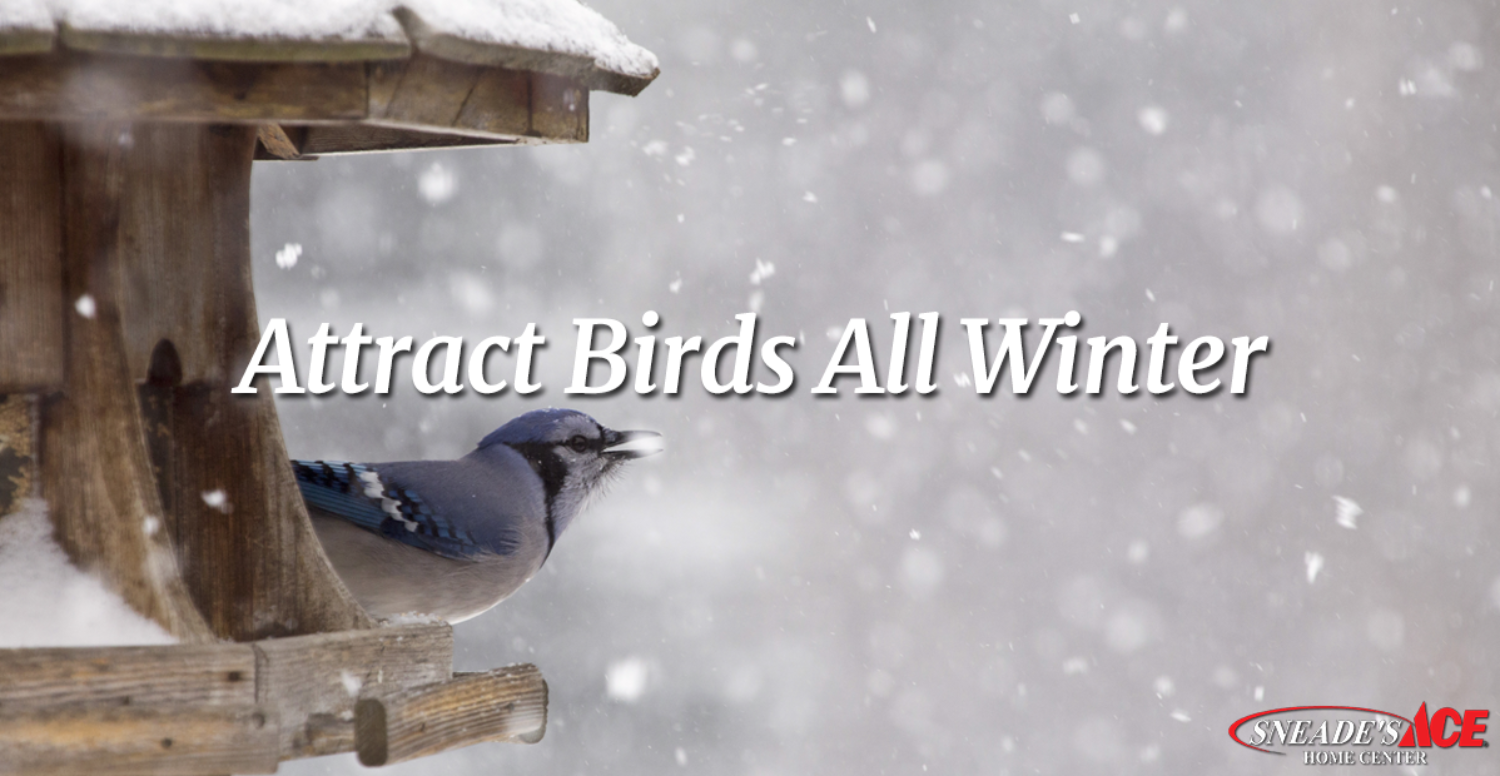 Help Birds Survive the Winter