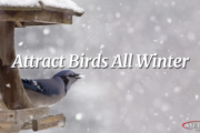 how to attract birds this winter facebook
