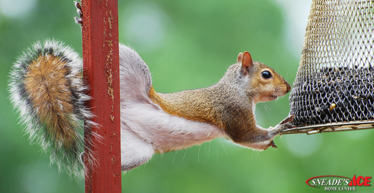 Squirrel Proofing Tips