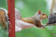 Squirrel Proofing Tips featured image