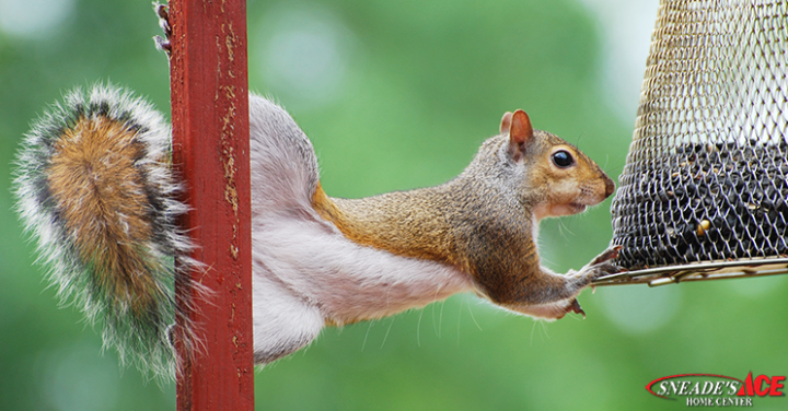 Squirrel Proofing Tips featured image