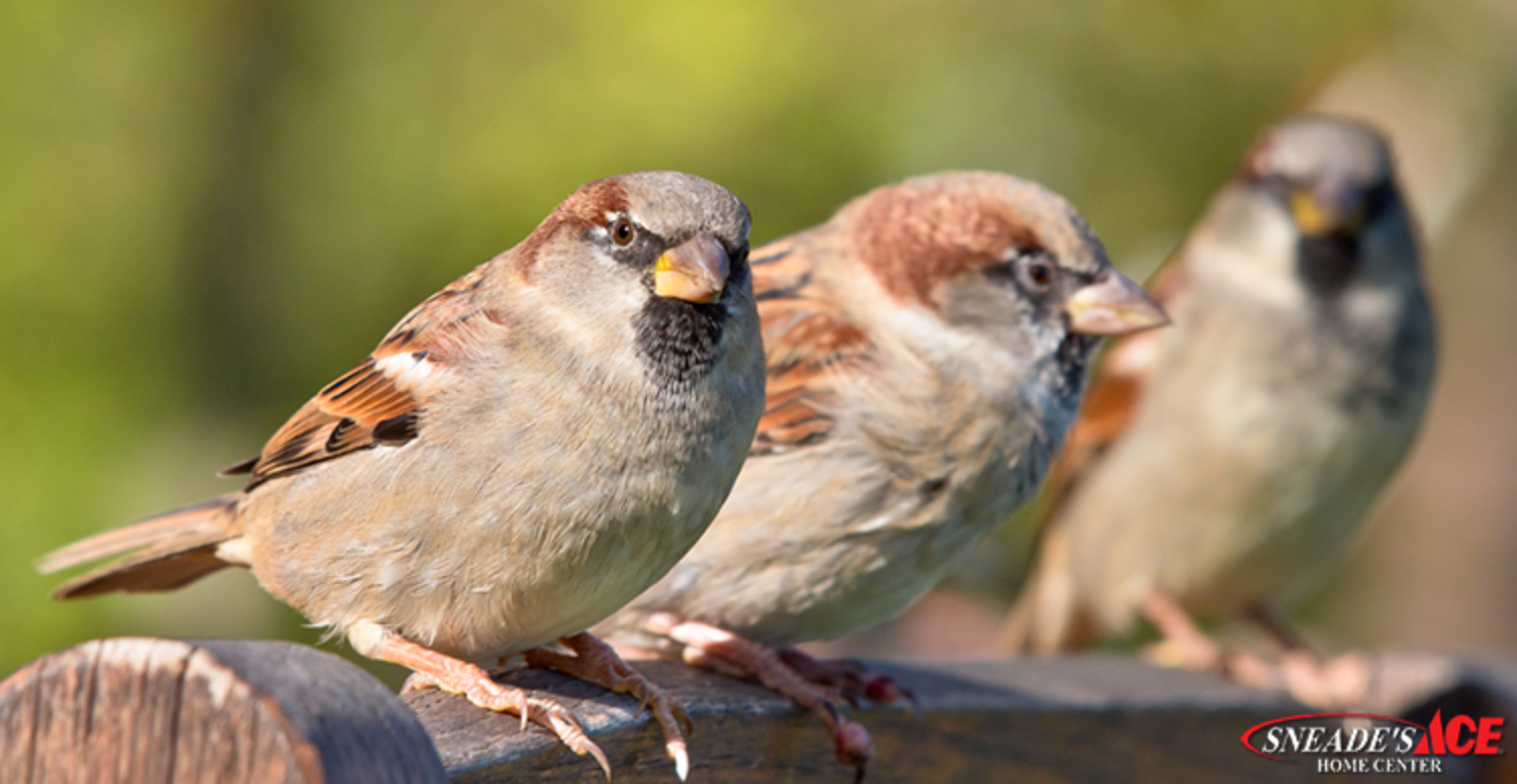 Tips to Help Birds Survive the Winter