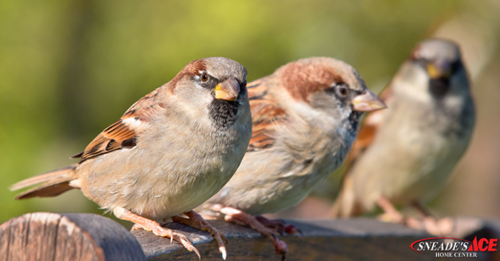 help birds survive featured