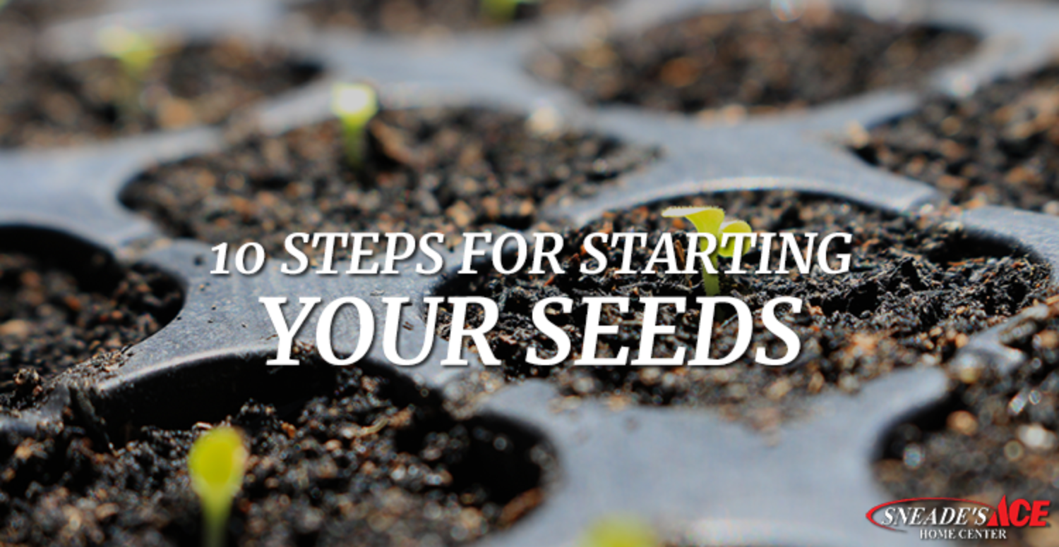 10 Steps to Starting Seeds