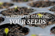 10 steps to starting your seeds featured