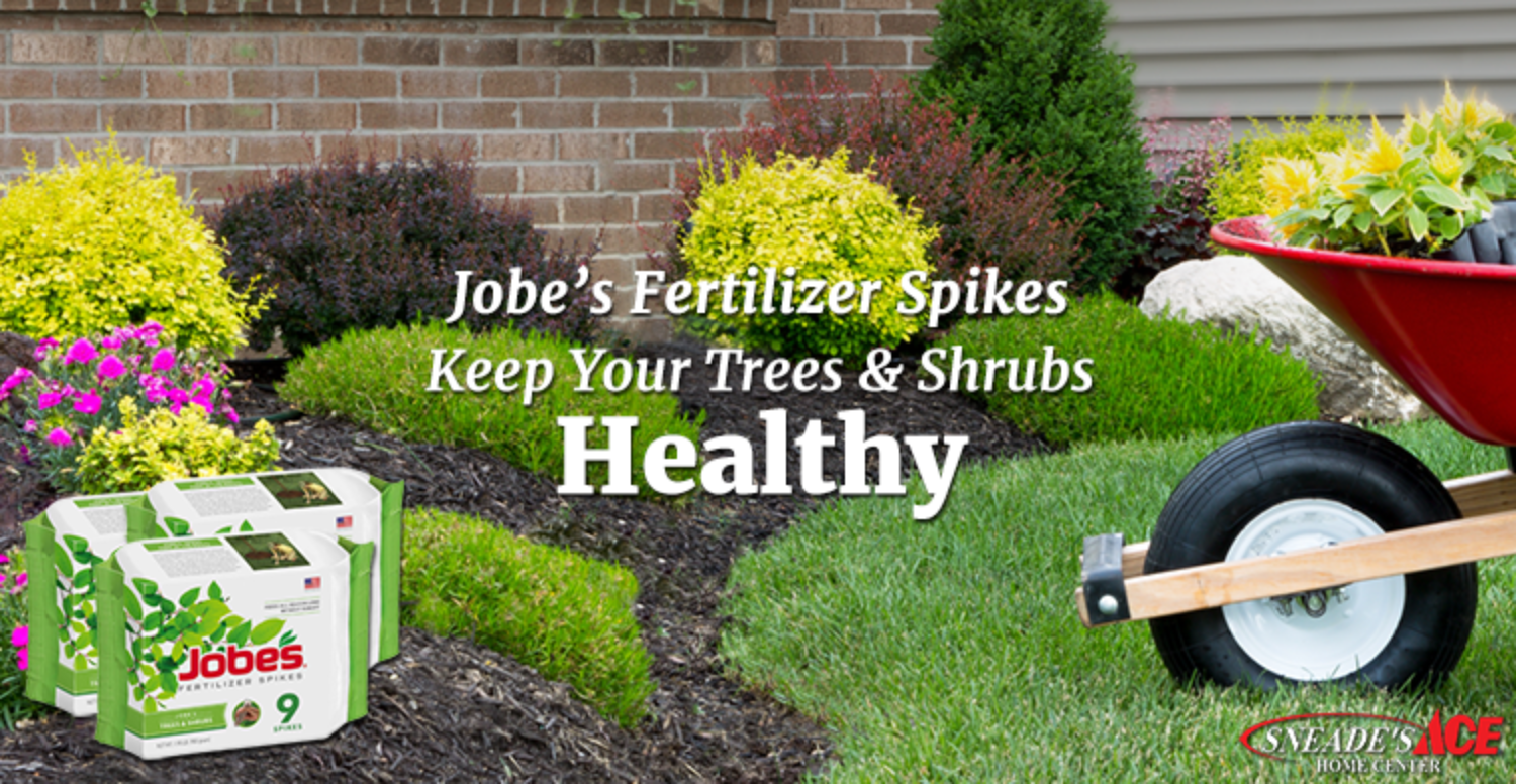 Keep Your Trees & Shrubs Healthy