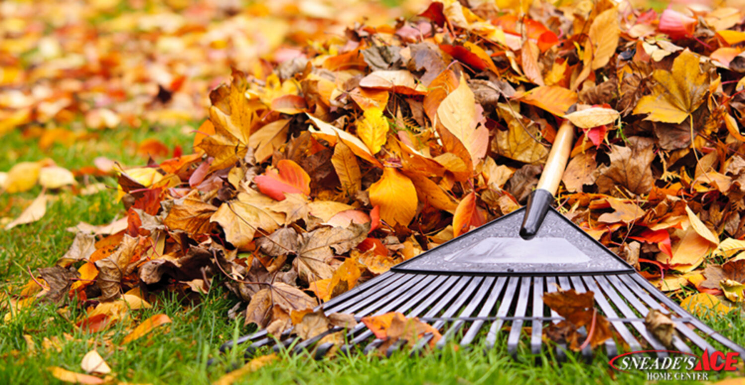 Fall Lawn Prep for Winter and Beyond