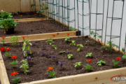 The Benefits of Raised Garden Beds Featured image