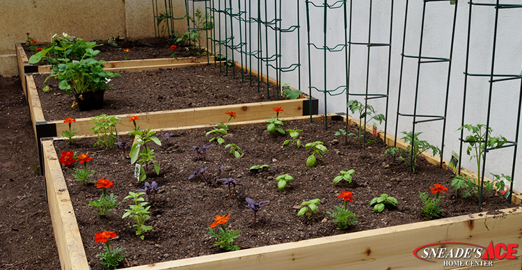 The Benefits of Raised Garden Beds Featured image