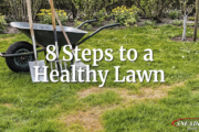 8 steps to a healthy lawn