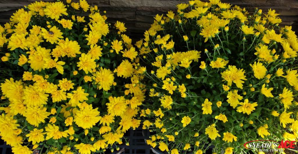 Garden Center 2019 Fall