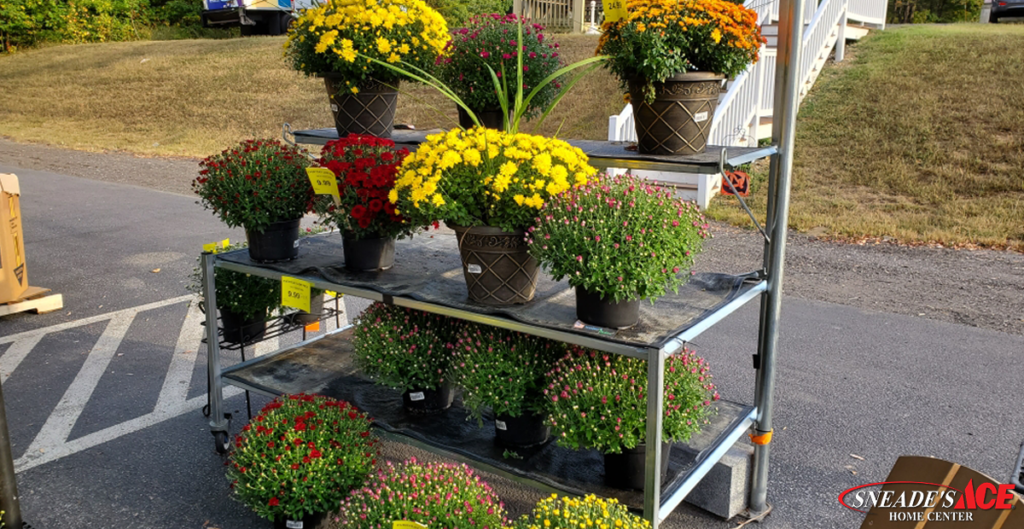Garden Center Fall 2019