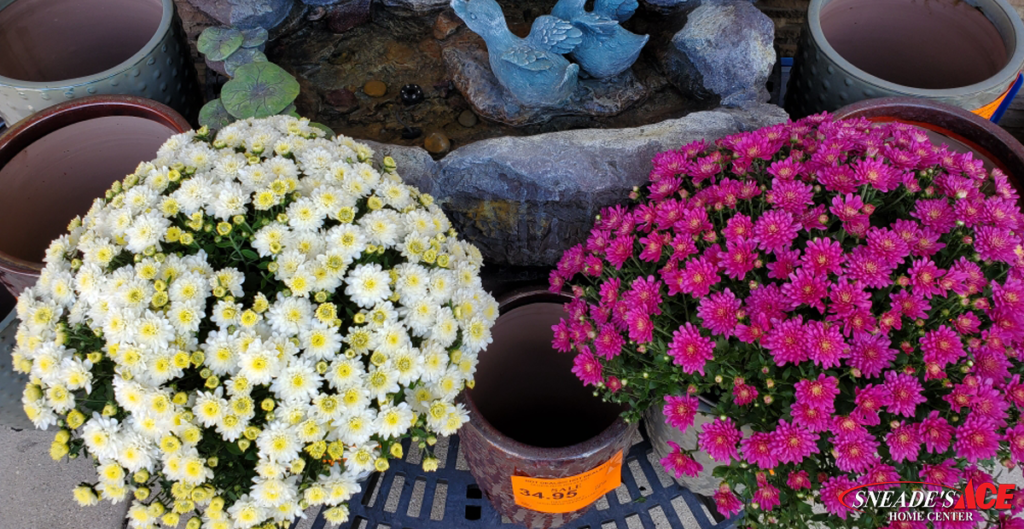 Garden Center Fall 2019 mums and fountain