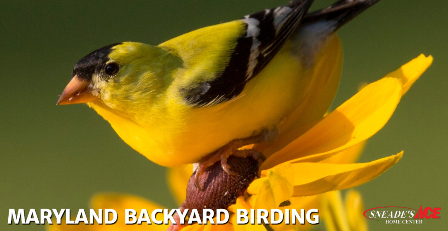 Maryland Backyard Birding