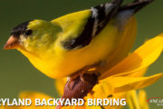 MD Backyard Birds 2022 Facebook